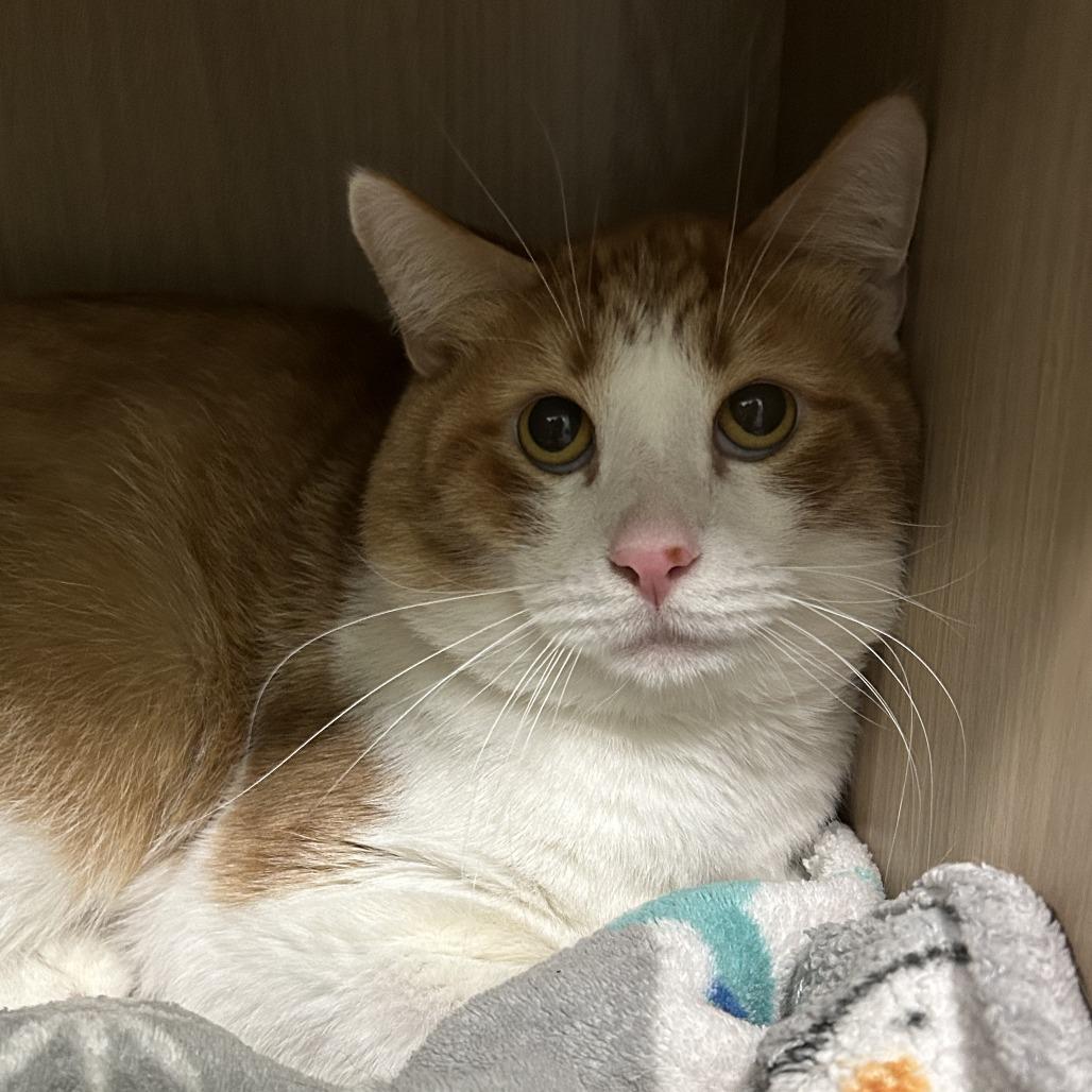 Enlarge Flea, a Adoptable Domestic Short Hair in Pittsburgh, PA image 1/3