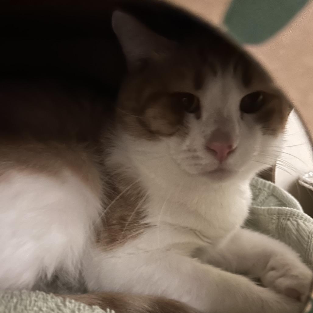 Enlarge Flea, a Adoptable Domestic Short Hair in Pittsburgh, PA image 2/3