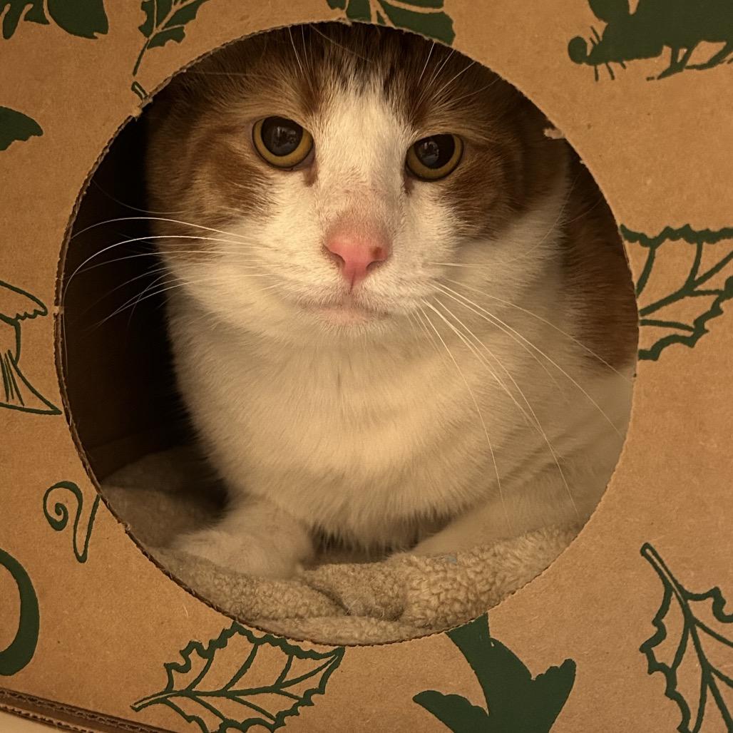 Enlarge Flea, a Adoptable Domestic Short Hair in Pittsburgh, PA image 3/3