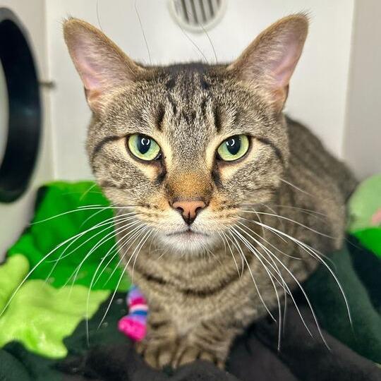 Enlarge Hay, a Adoptable Domestic Short Hair in Matteson, IL image 1/3