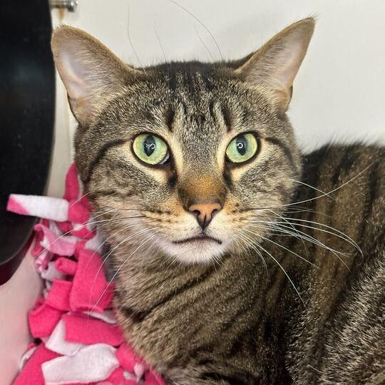 Enlarge Hay, a Adoptable Domestic Short Hair in Matteson, IL image 2/3