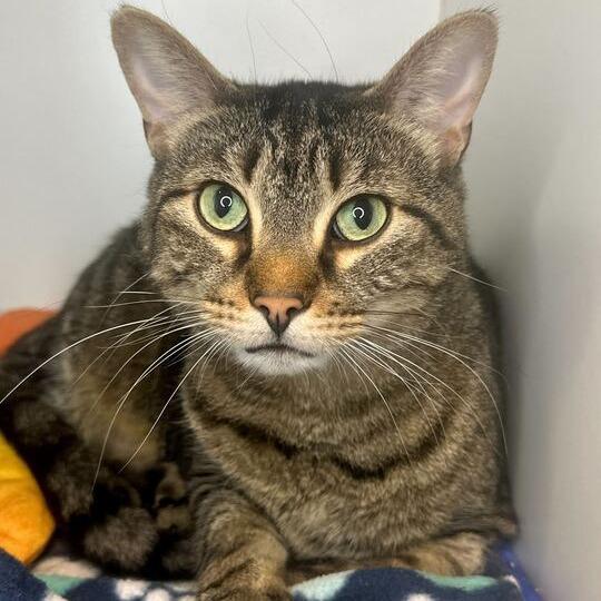 Enlarge Hay, a Adoptable Domestic Short Hair in Matteson, IL image 3/3