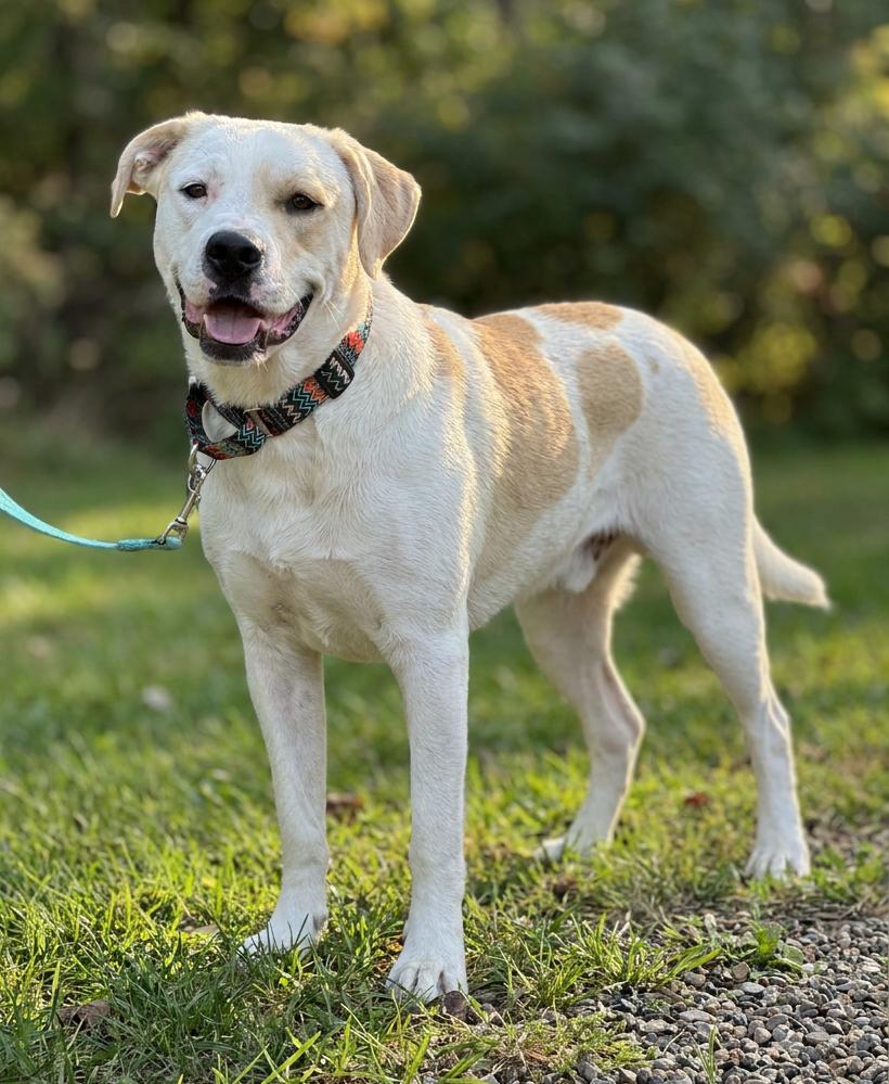 Enlarge Cochise, a ADOPTABLE mixed breed in Fairfield, IA image 4/6