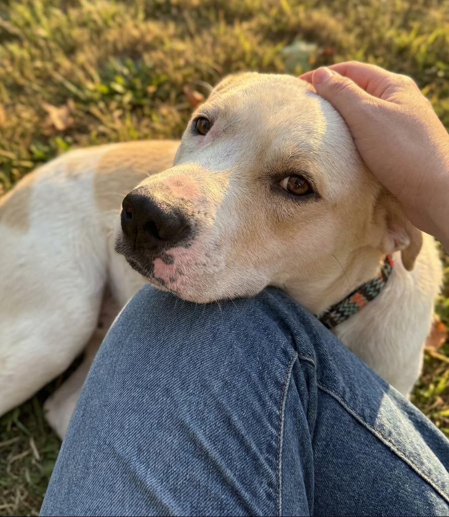 Enlarge Cochise, a ADOPTABLE mixed breed in Fairfield, IA image 3/6