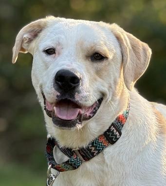 Cochise, ADOPTABLE, Adult Male Yellow Labrador Retriever.