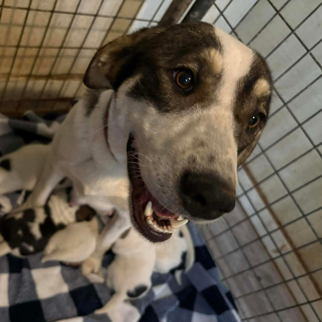 Ellen, Adoptable, Adult Female Black Mouth Cur.