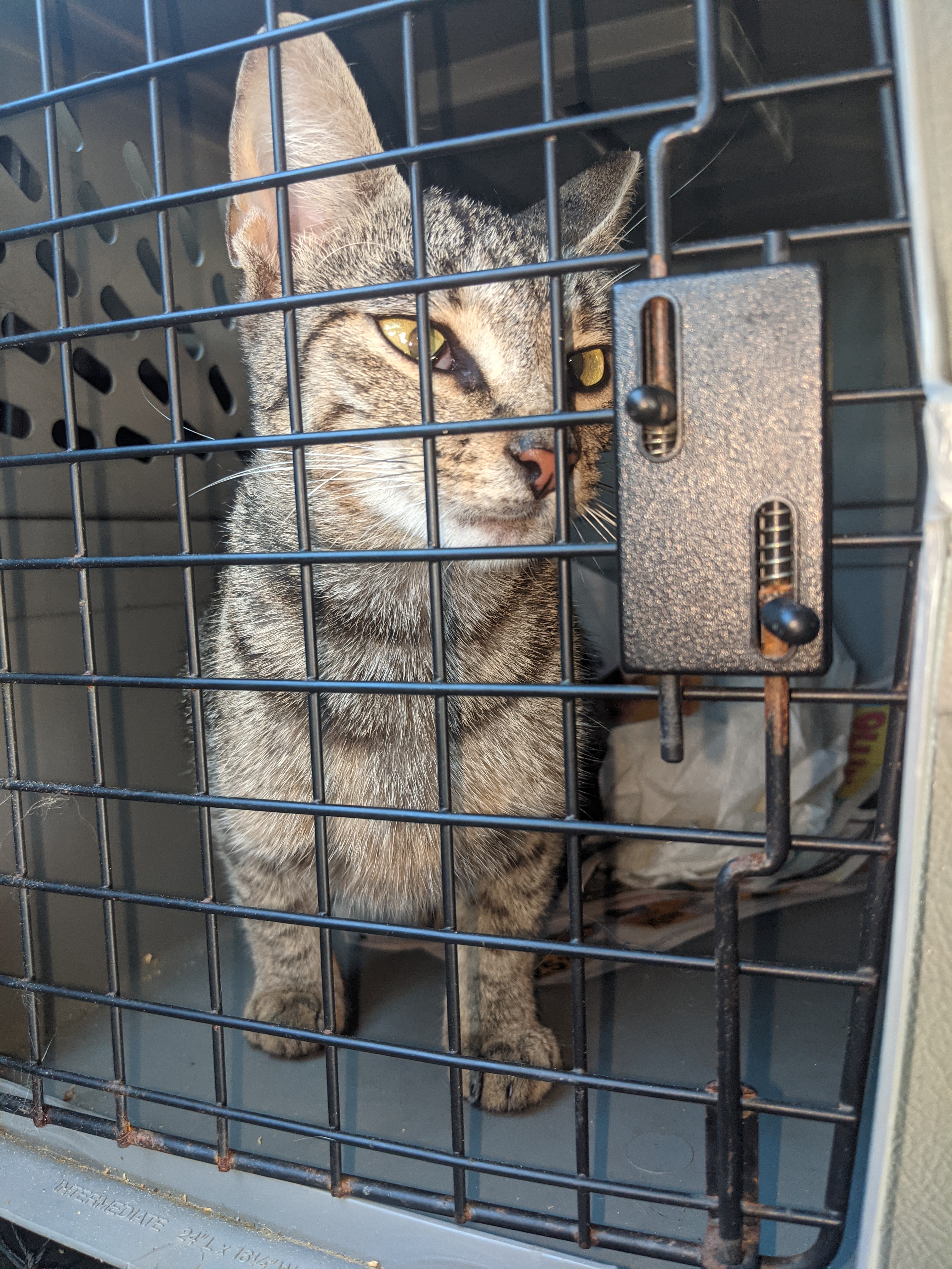 Minnie, Adoptable, Young Female Tabby.