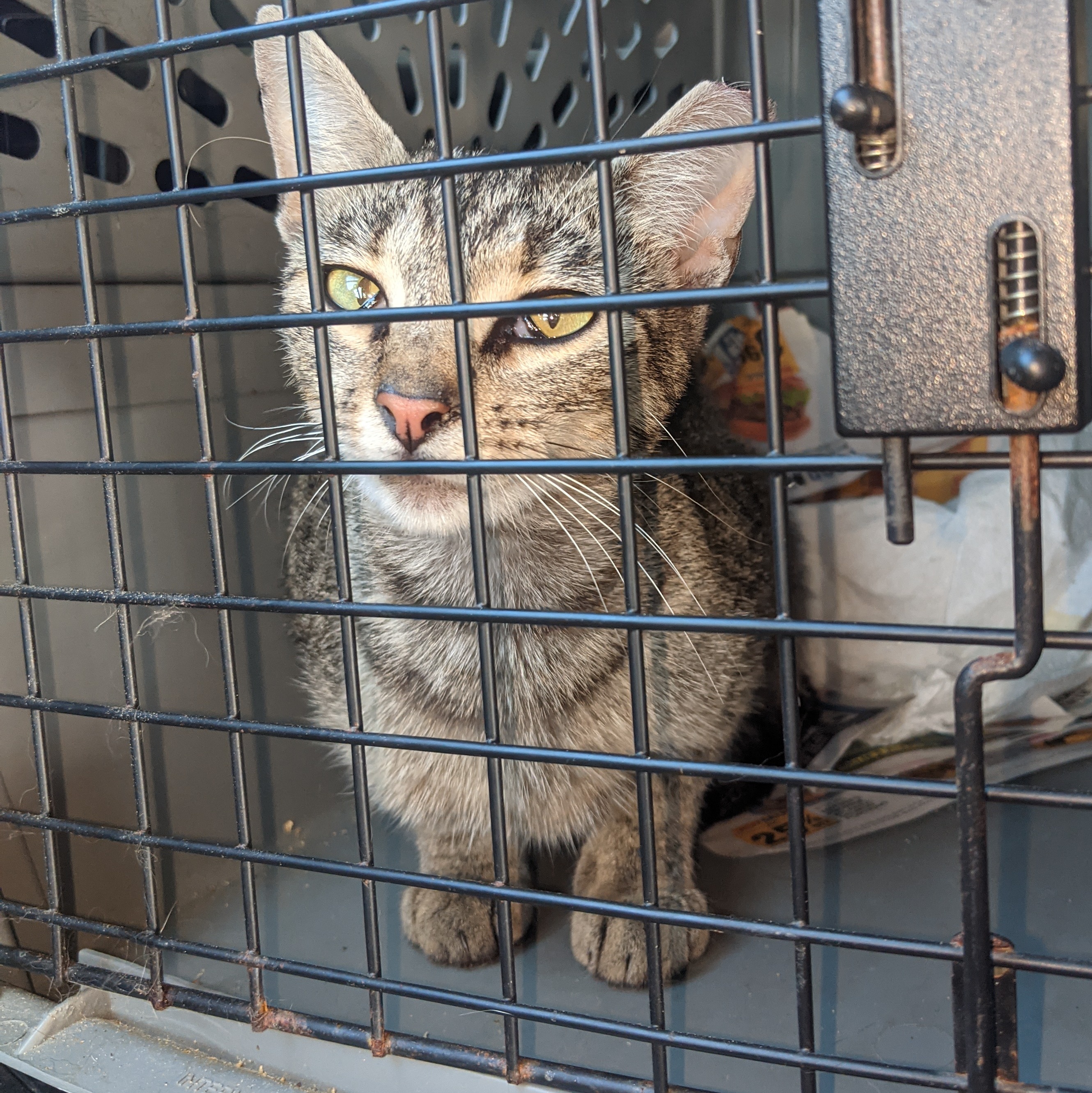 Enlarge Minnie, a Adoptable Tabby in Charlotte, NC image 2/3