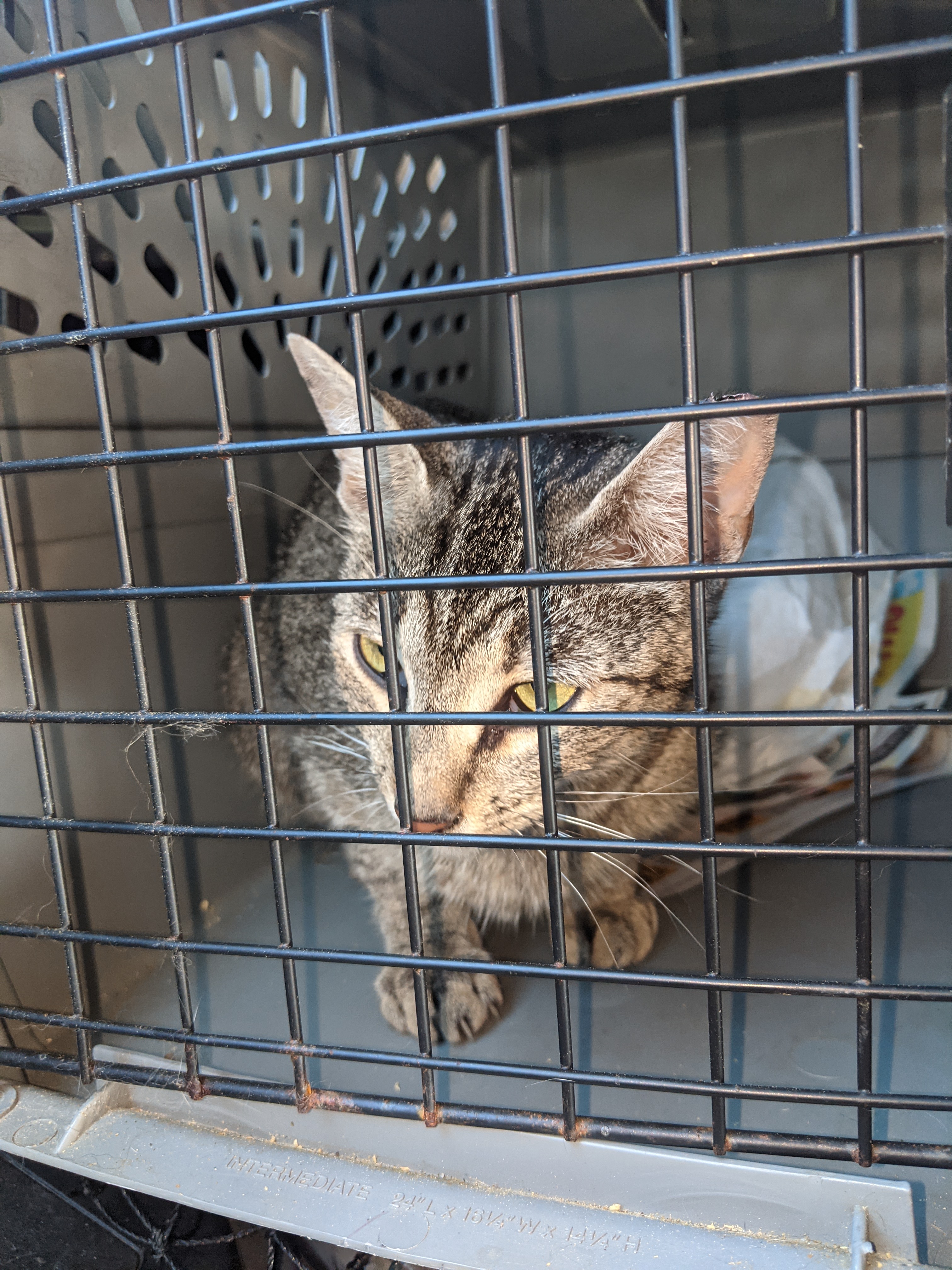 Enlarge Minnie, a Adoptable Tabby in Charlotte, NC image 3/3