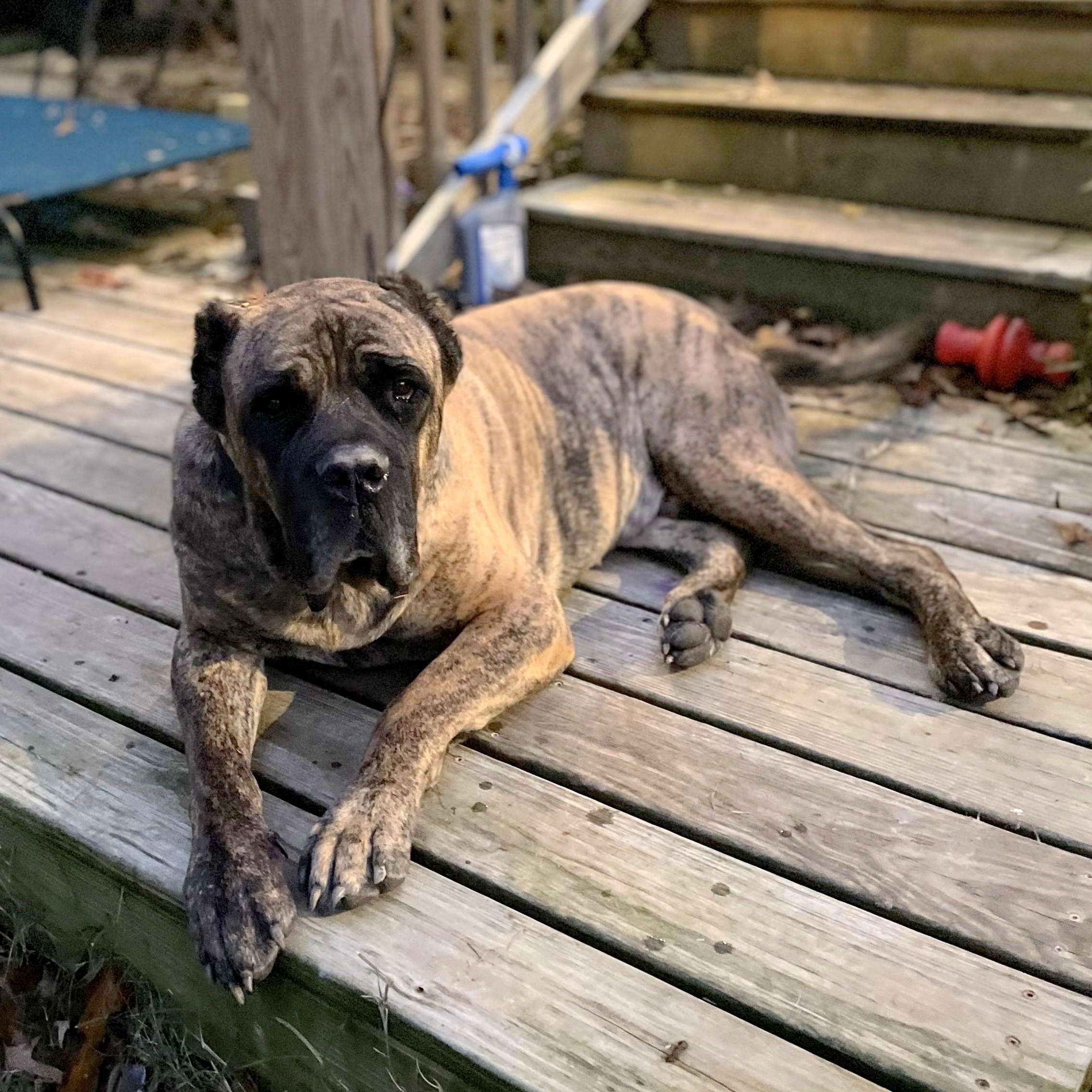 Enlarge Grover, a Adoptable Cane Corso in Norwood, GA image 3/6