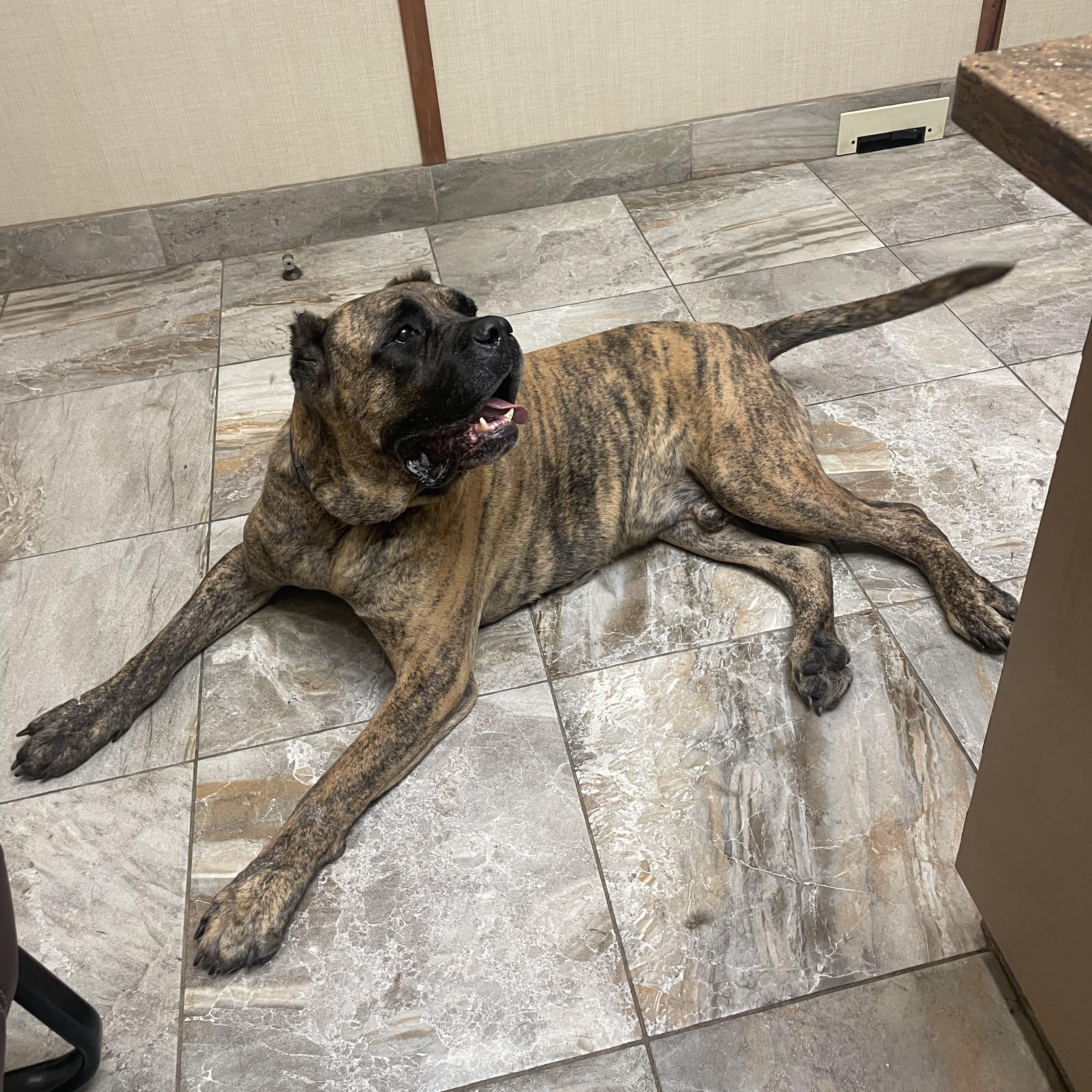 Enlarge Grover, a Adoptable Cane Corso in Norwood, GA image 4/6