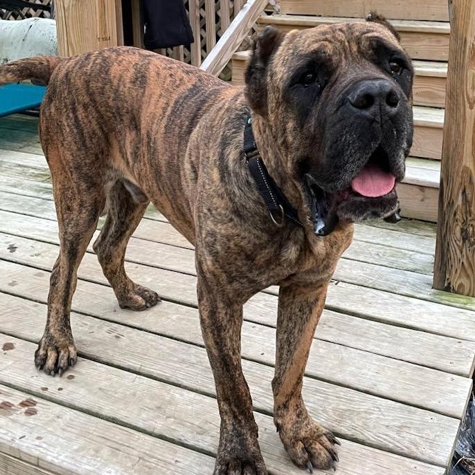 Grover, Adoptable, Adult Male Cane Corso.