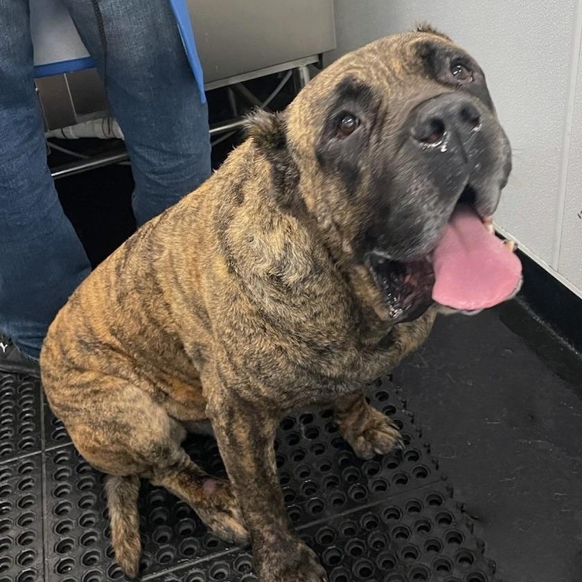 Enlarge Grover, a Adoptable Cane Corso in Norwood, GA image 2/6