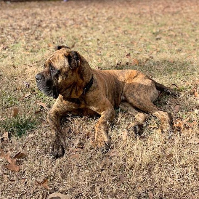 Enlarge Grover, a Adoptable Cane Corso in Norwood, GA image 5/6