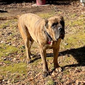Enlarge Grover, a Adoptable Cane Corso in Norwood, GA image 6/6