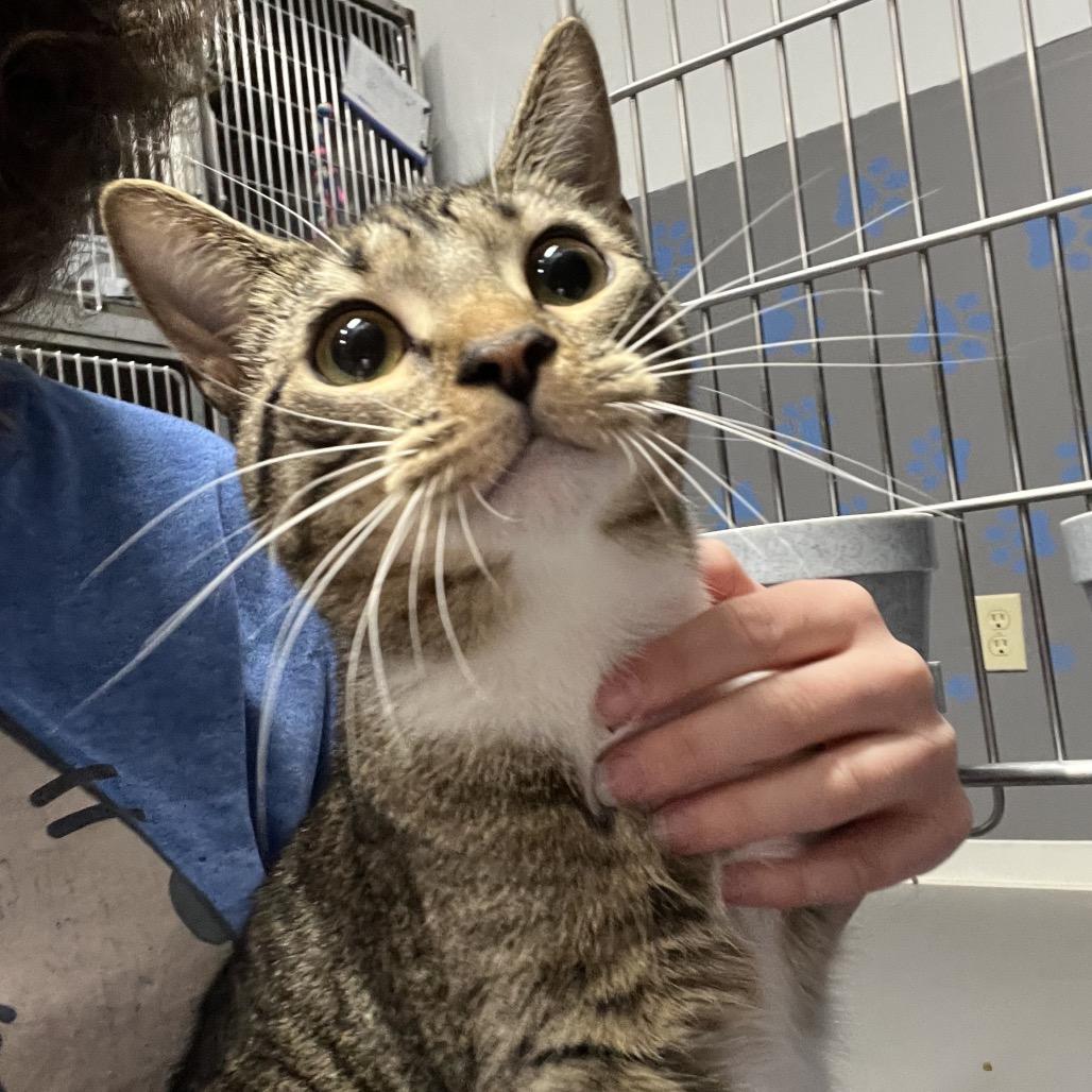 Enlarge Sadie, a Adoptable Domestic Short Hair in Hamilton, GA image 2/6