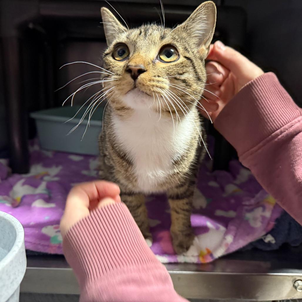 Enlarge Sadie, a Adoptable Domestic Short Hair in Hamilton, GA image 3/6