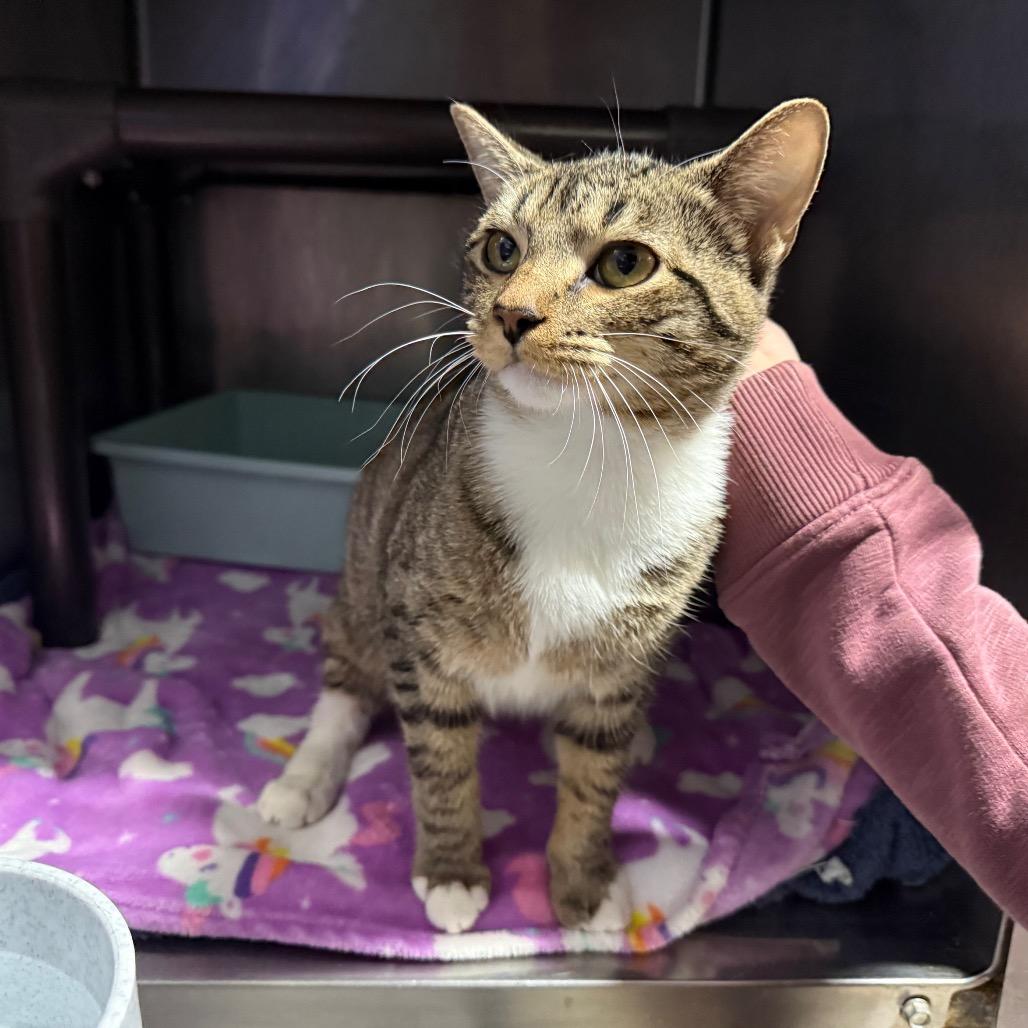 Enlarge Sadie, a Adoptable Domestic Short Hair in Hamilton, GA image 4/6