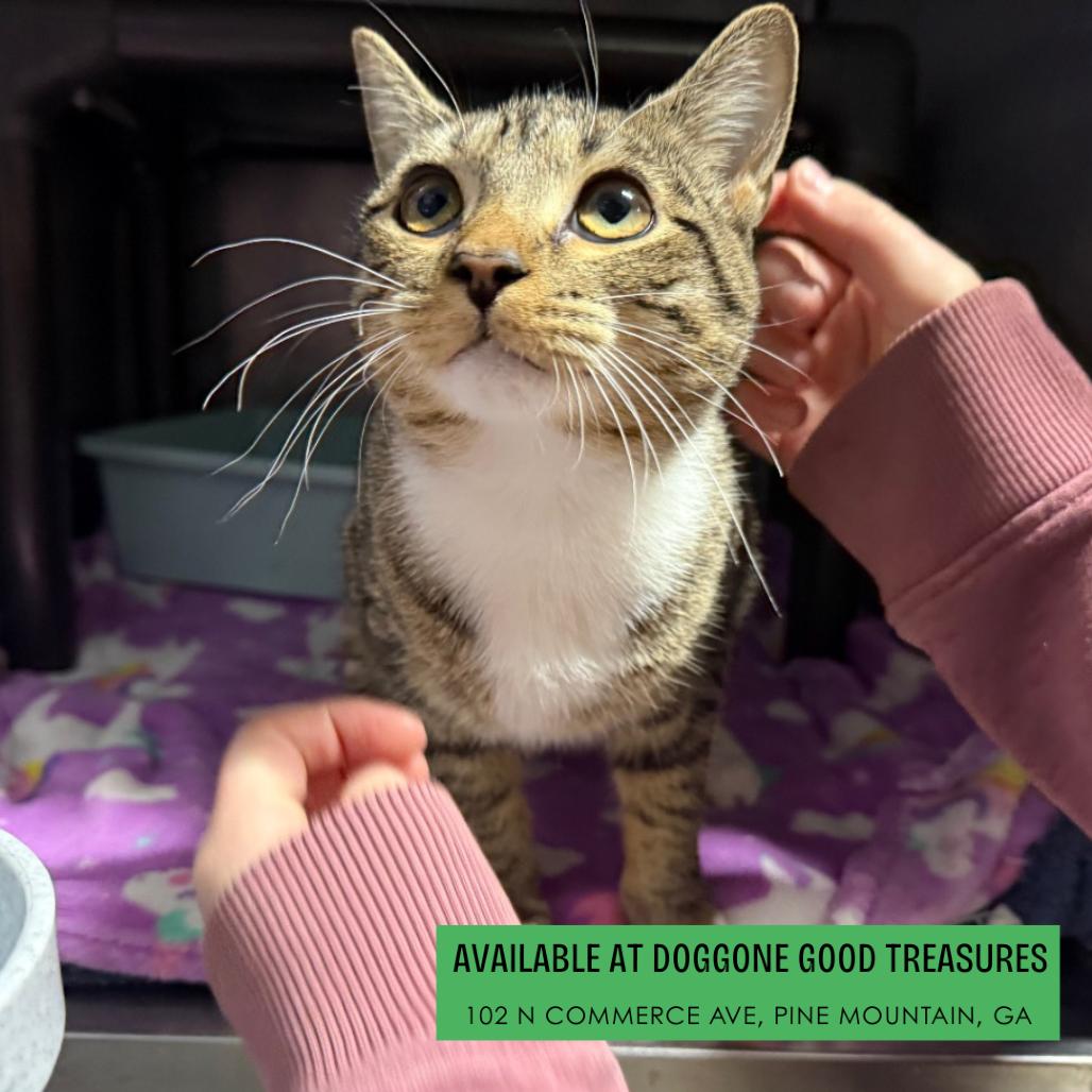 Enlarge Sadie, a Adoptable Domestic Short Hair in Hamilton, GA image 5/6