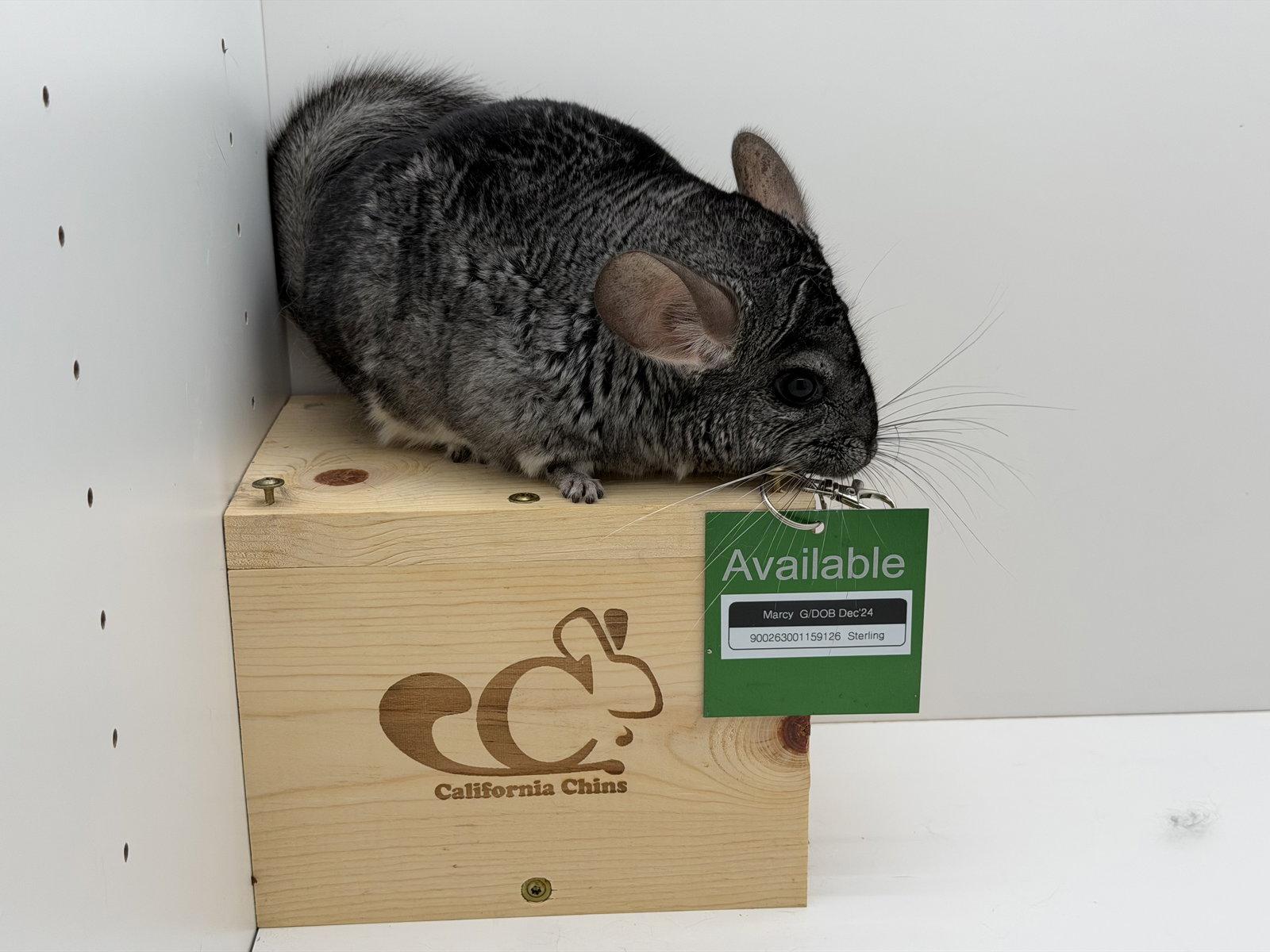 Marcy, a Adoptable Chinchilla in Sunnyvale, CA image 1/2