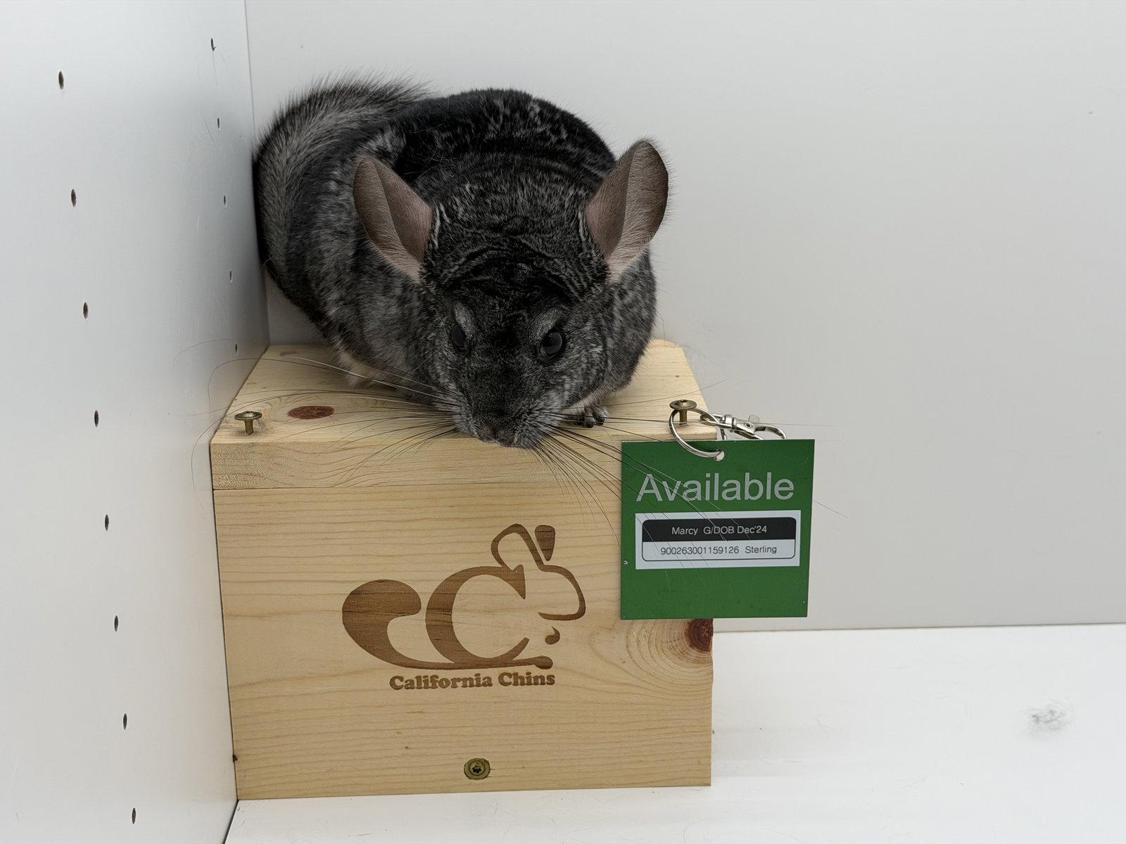 Marcy, Adoptable, Young Female Chinchilla.