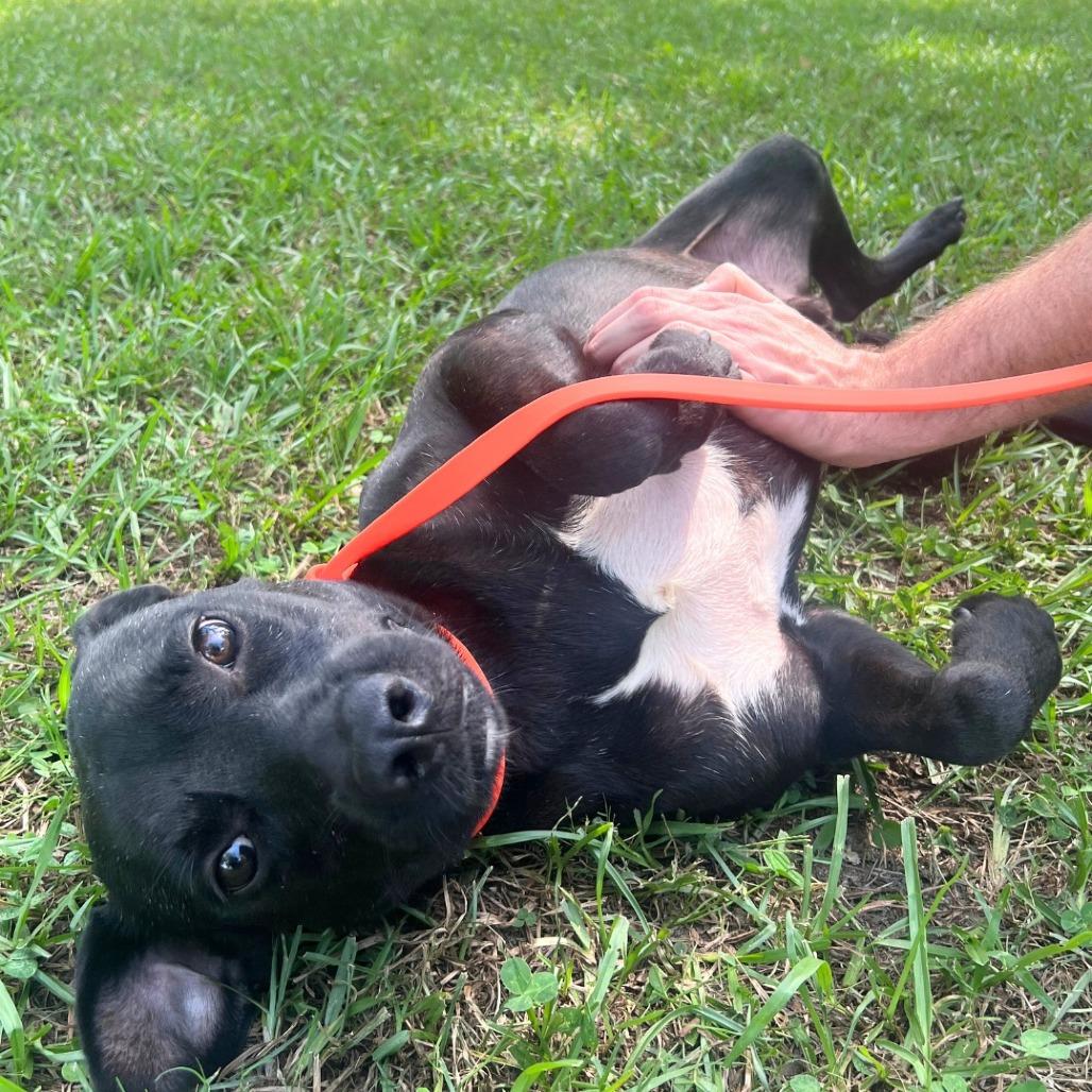 Luke, a Adoptable Mixed Breed in Gainesville, GA image 2/5