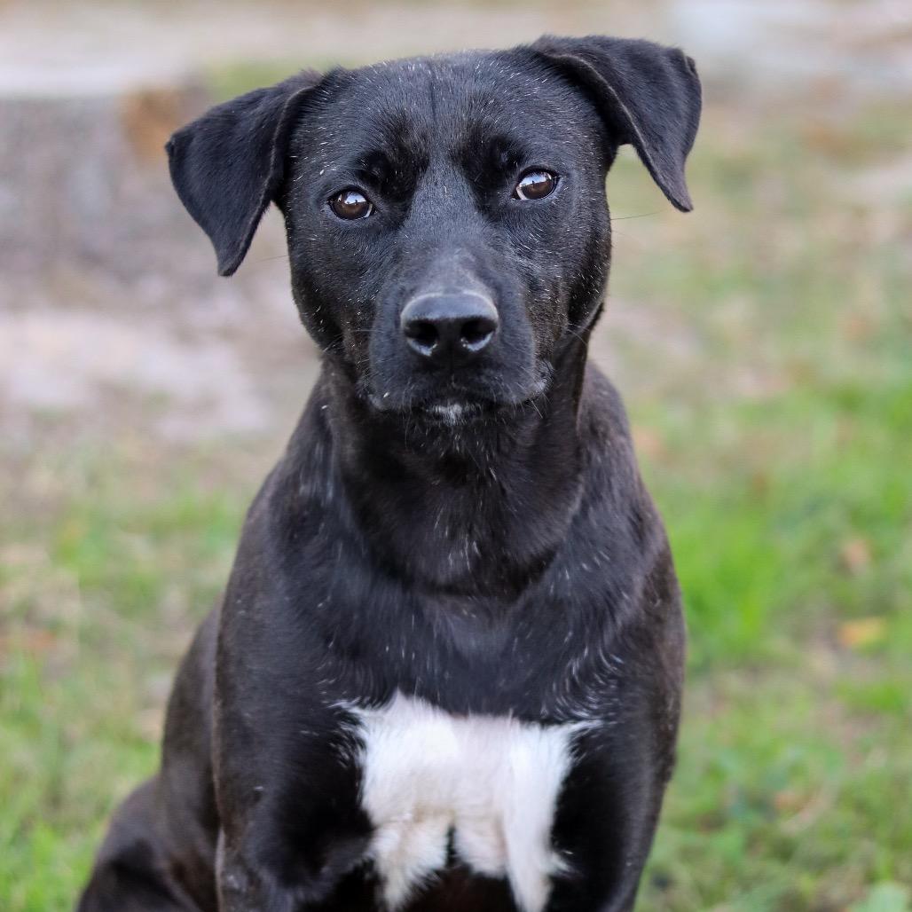 Luke, a Adoptable Mixed Breed in Gainesville, GA image 3/5
