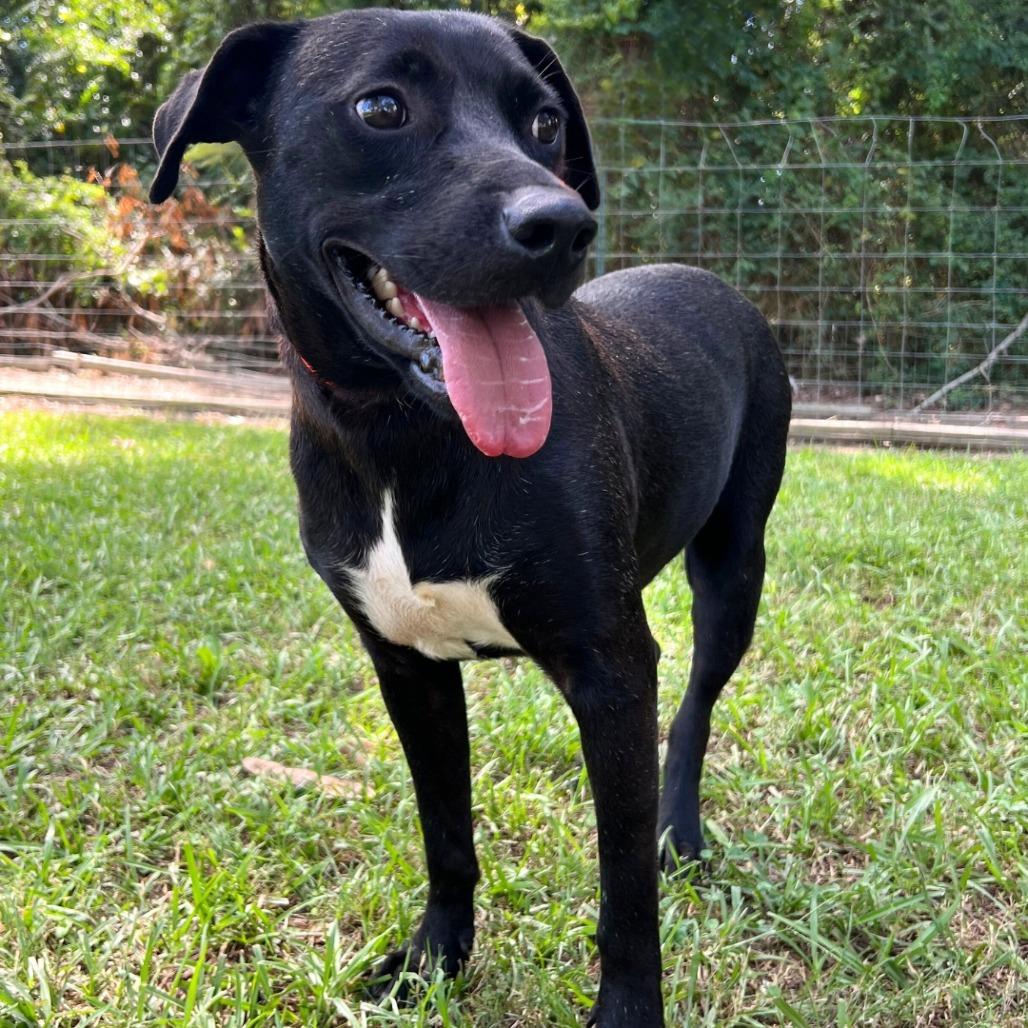 Luke, a Adoptable Mixed Breed in Gainesville, GA image 4/5