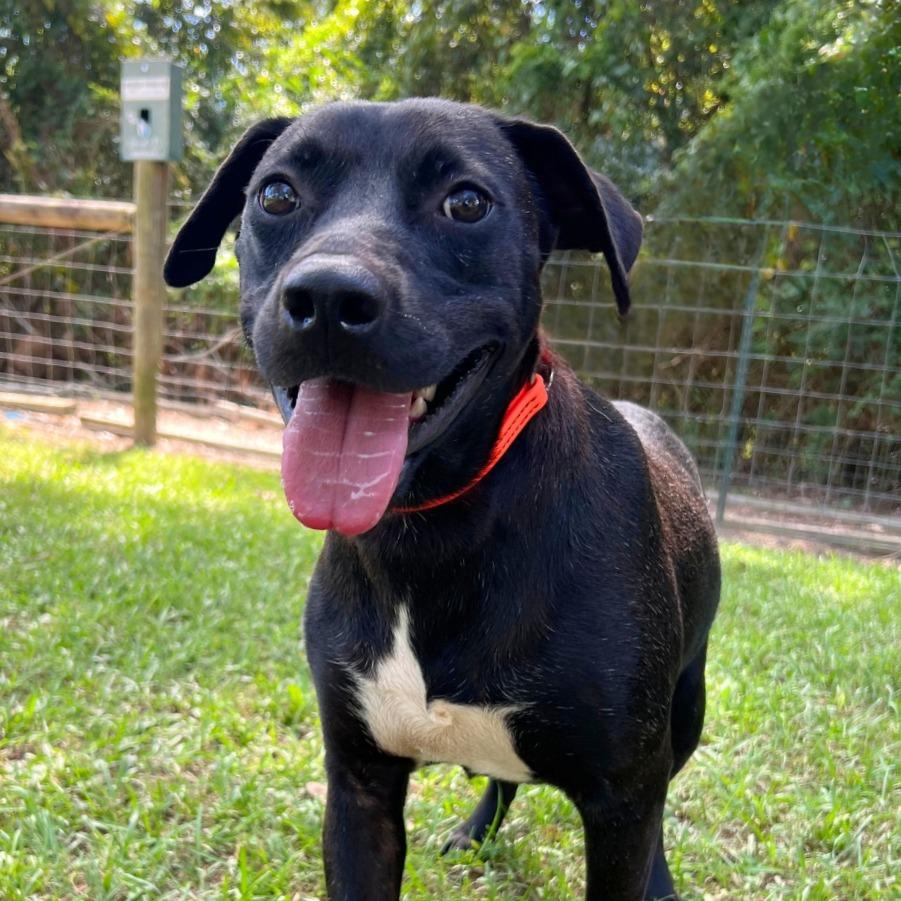 Luke, a Adoptable Mixed Breed in Gainesville, GA image 5/5