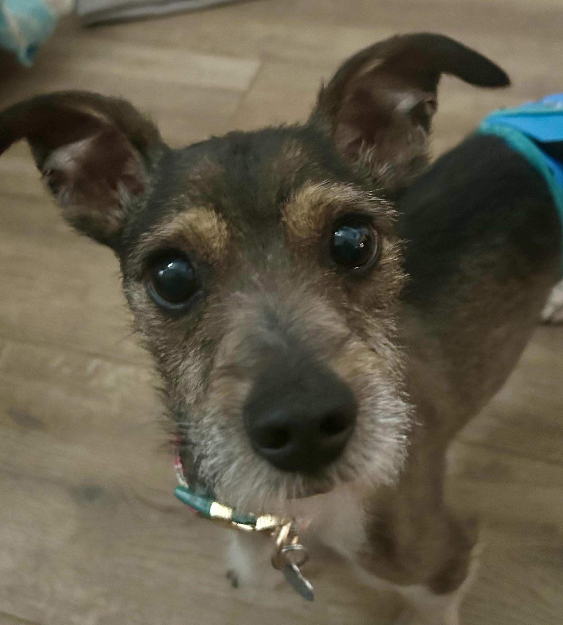 River, ADOPTABLE, Adult Male Miniature Schnauzer.