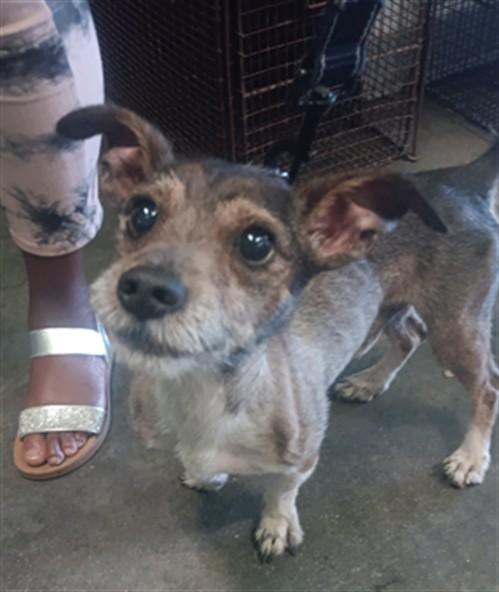 Enlarge River, a ADOPTABLE mixed breed in Studio City, CA image 4/4