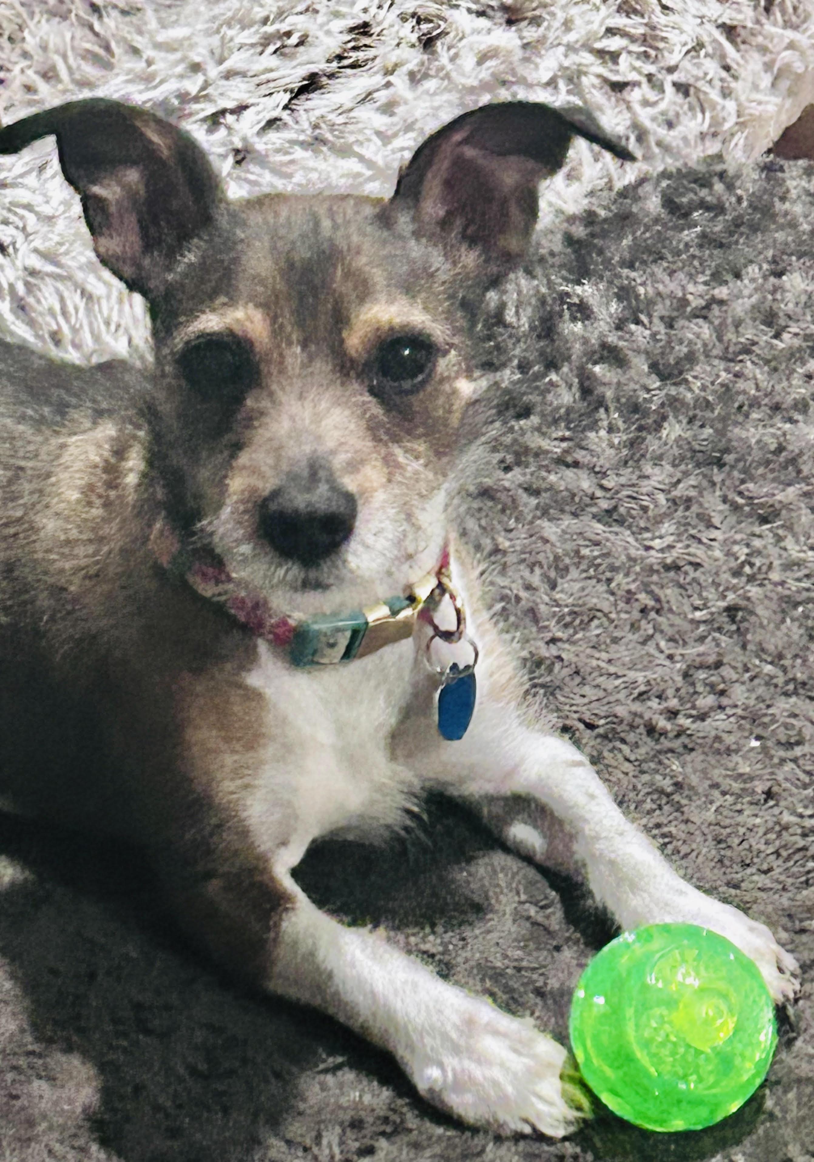 River, ADOPTABLE, Adult Male Miniature Schnauzer.