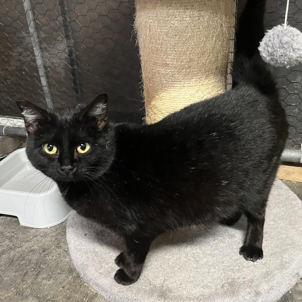 Greer, a Adoptable Domestic Short Hair in Washington, DC image 1/2
