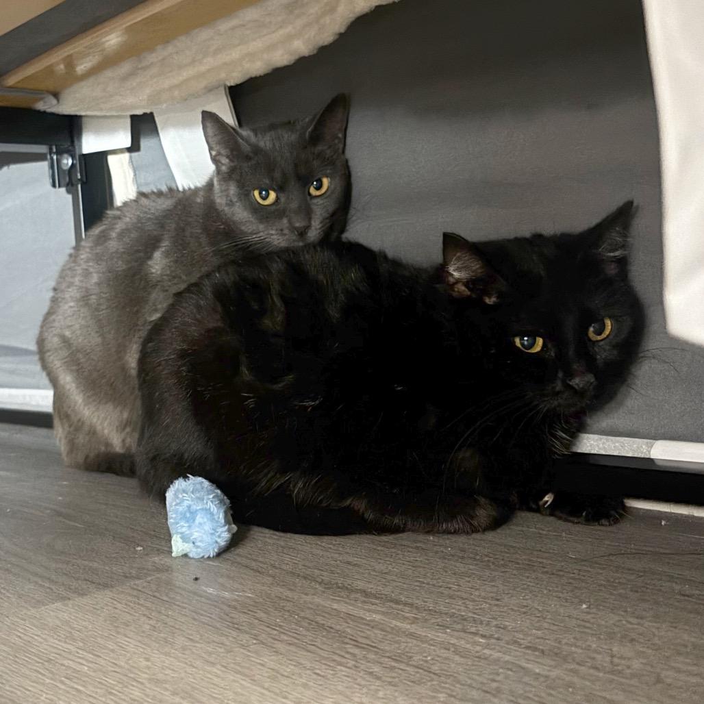 Greer, a Adoptable Domestic Short Hair in Washington, DC image 2/2