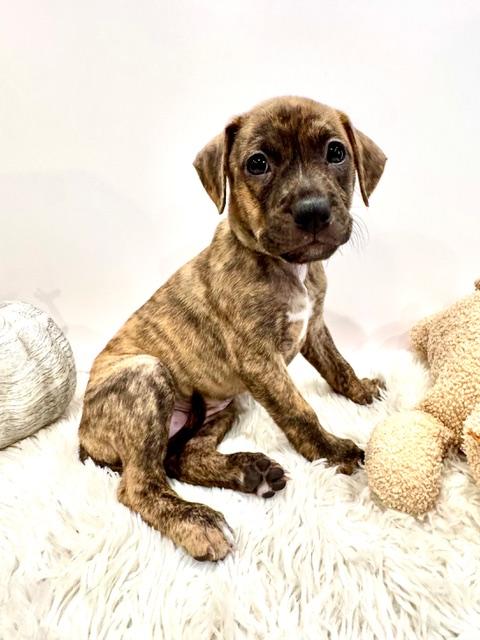 Enlarge Lyra Starstruck, a Adoptable mixed breed in Andover, MA image 4/6