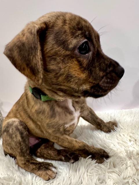 Enlarge Lyra Starstruck, a Adoptable mixed breed in Andover, MA image 5/6