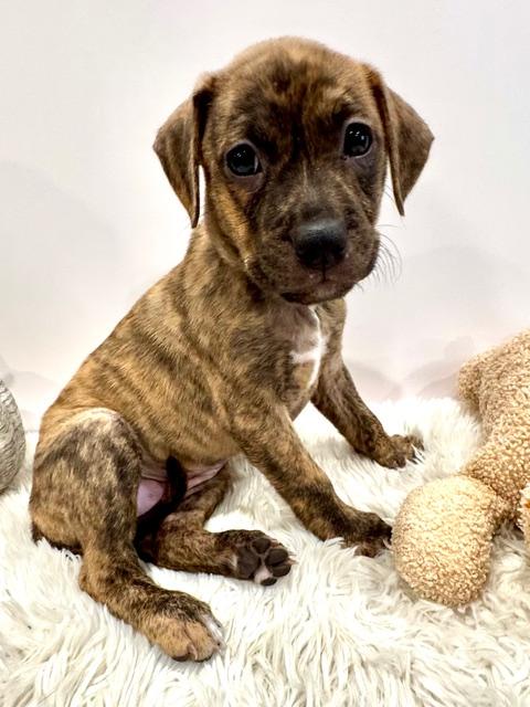 Enlarge Lyra Starstruck, a Adoptable mixed breed in Andover, MA image 3/6