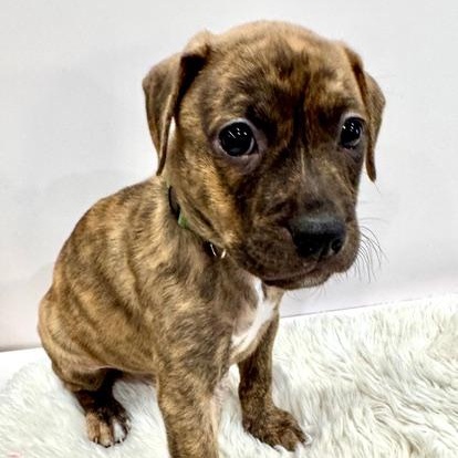 Enlarge Lyra Starstruck, a Adoptable mixed breed in Andover, MA image 1/6