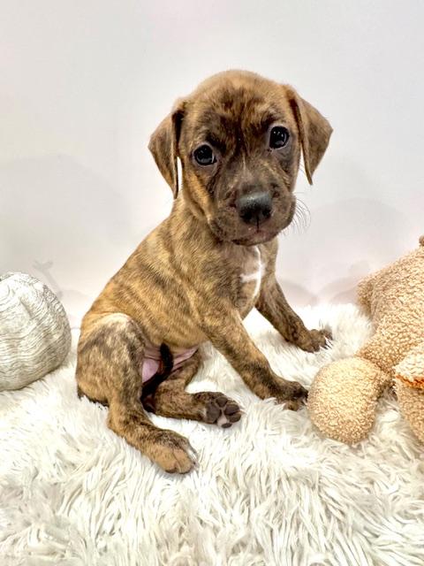 Enlarge Lyra Starstruck, a Adoptable mixed breed in Andover, MA image 2/6