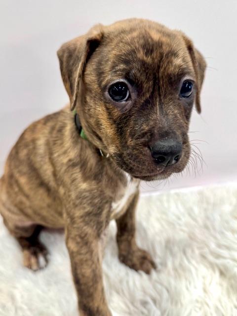 Enlarge Lyra Starstruck, a Adoptable mixed breed in Andover, MA image 6/6
