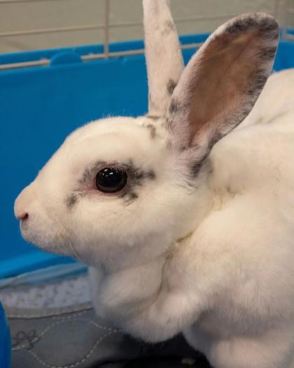 Pearl, Adoptable, Adult Female Bunny Rabbit & Bunny Rabbit.