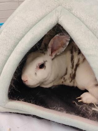 Enlarge Pearl, a Adoptable mixed breed in Fallston, MD image 2/2