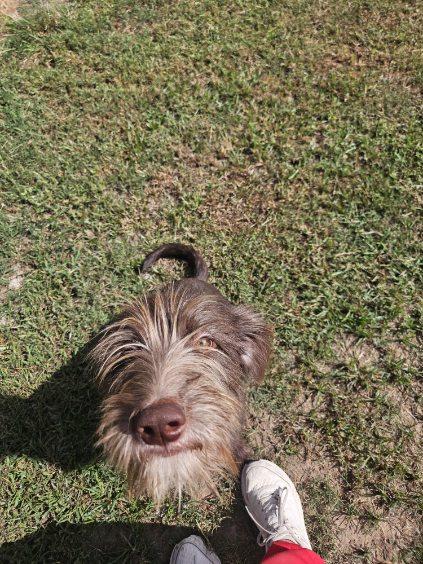 Enlarge Marie, a Adopted mixed breed in Zimmerman, MN image 1/1