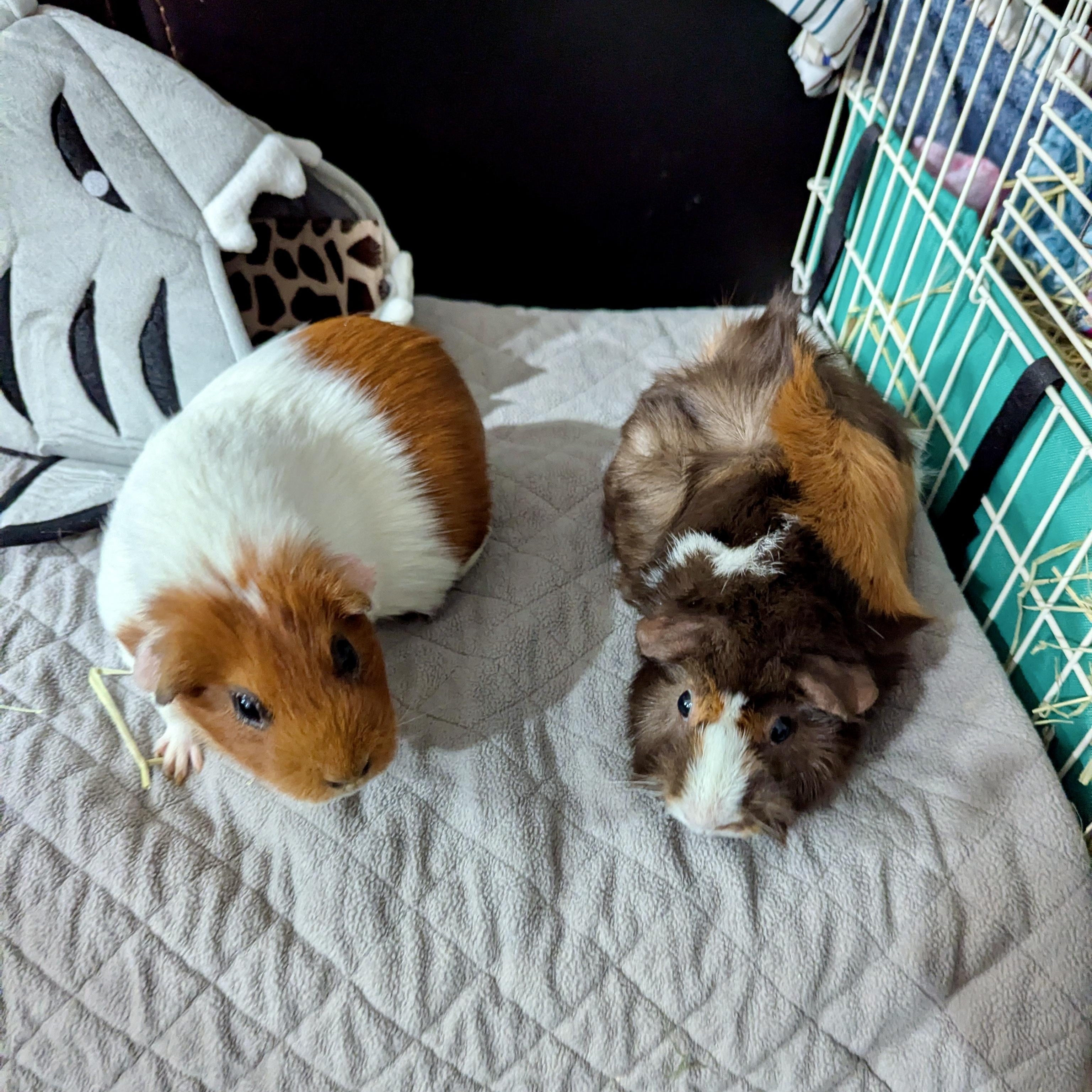 Patty & SusieQ, Adoptable, Adult Female Guinea Pig & Abyssinian.