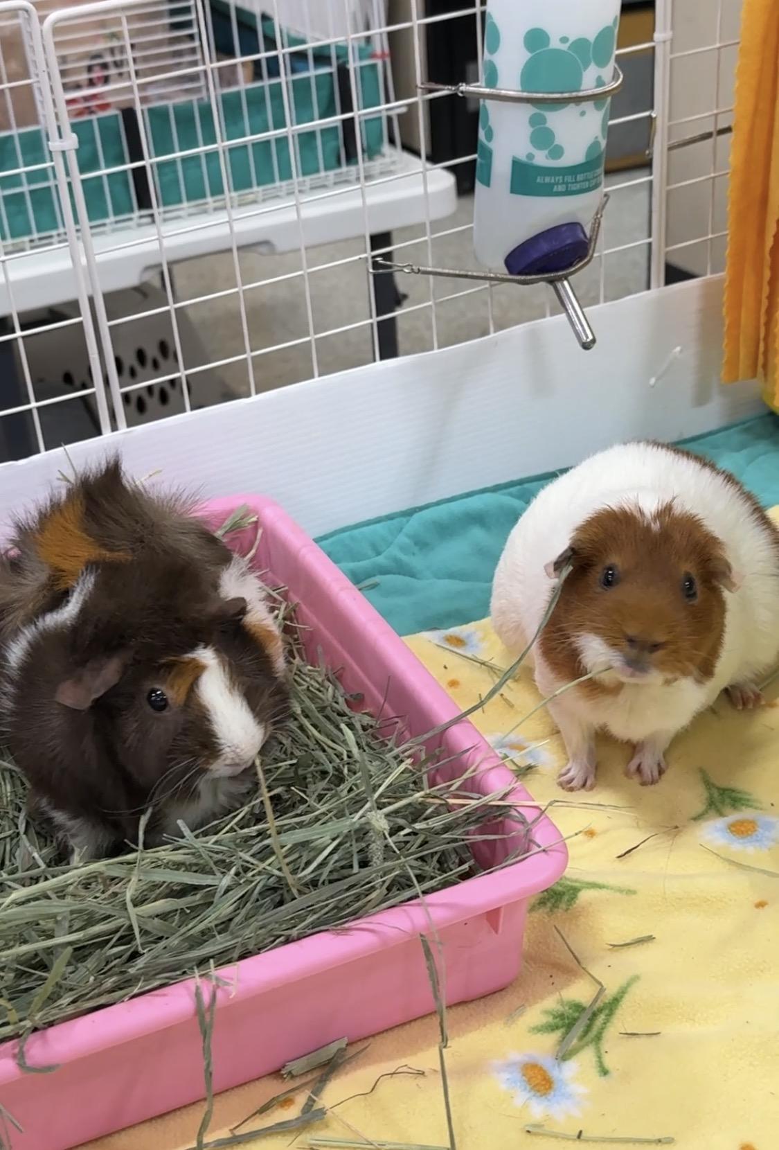 Enlarge Patty & SusieQ, a Adoptable mixed breed in San Antonio, TX image 4/5