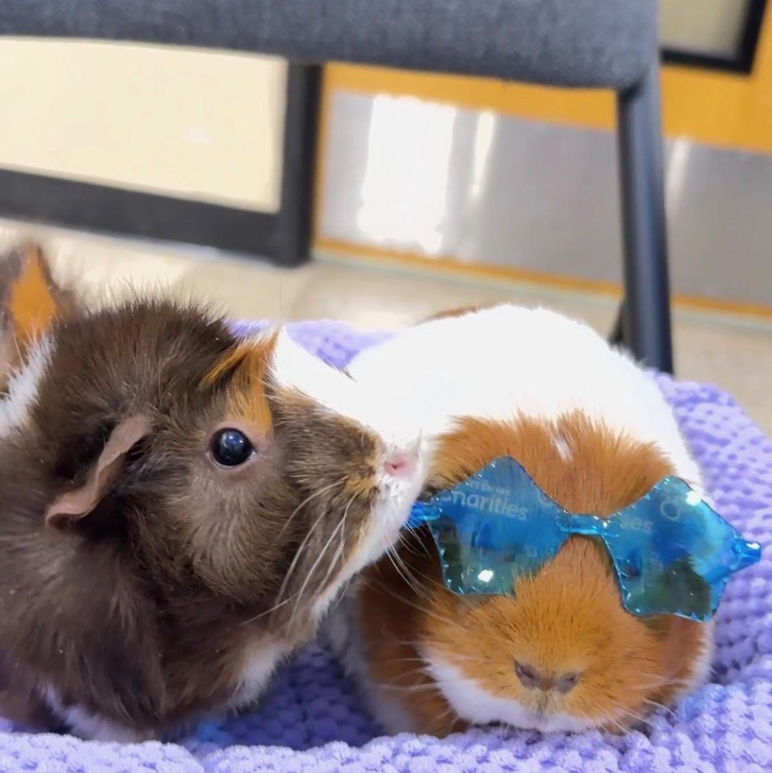Patty & SusieQ, Adoptable, Adult Female Guinea Pig & Abyssinian.