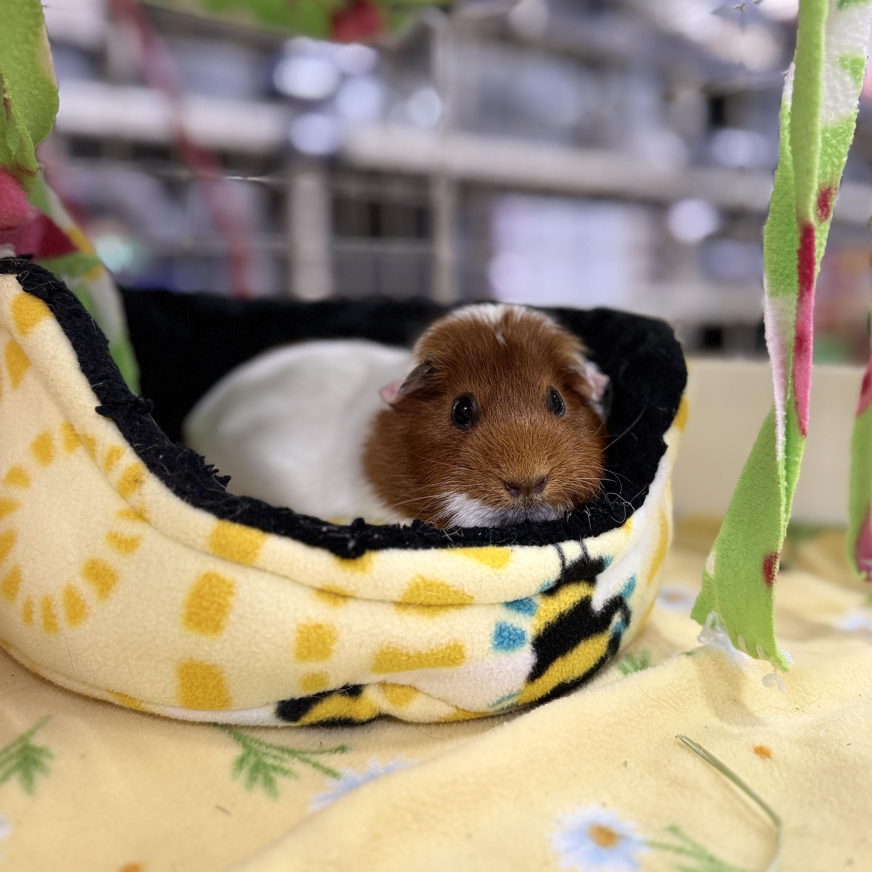 Enlarge Patty & SusieQ, a Adoptable mixed breed in San Antonio, TX image 3/5