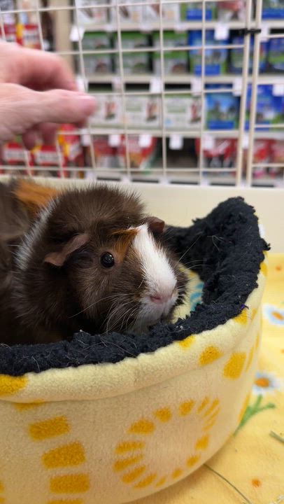 Enlarge Patty & SusieQ, a Adoptable mixed breed in San Antonio, TX video 5/5