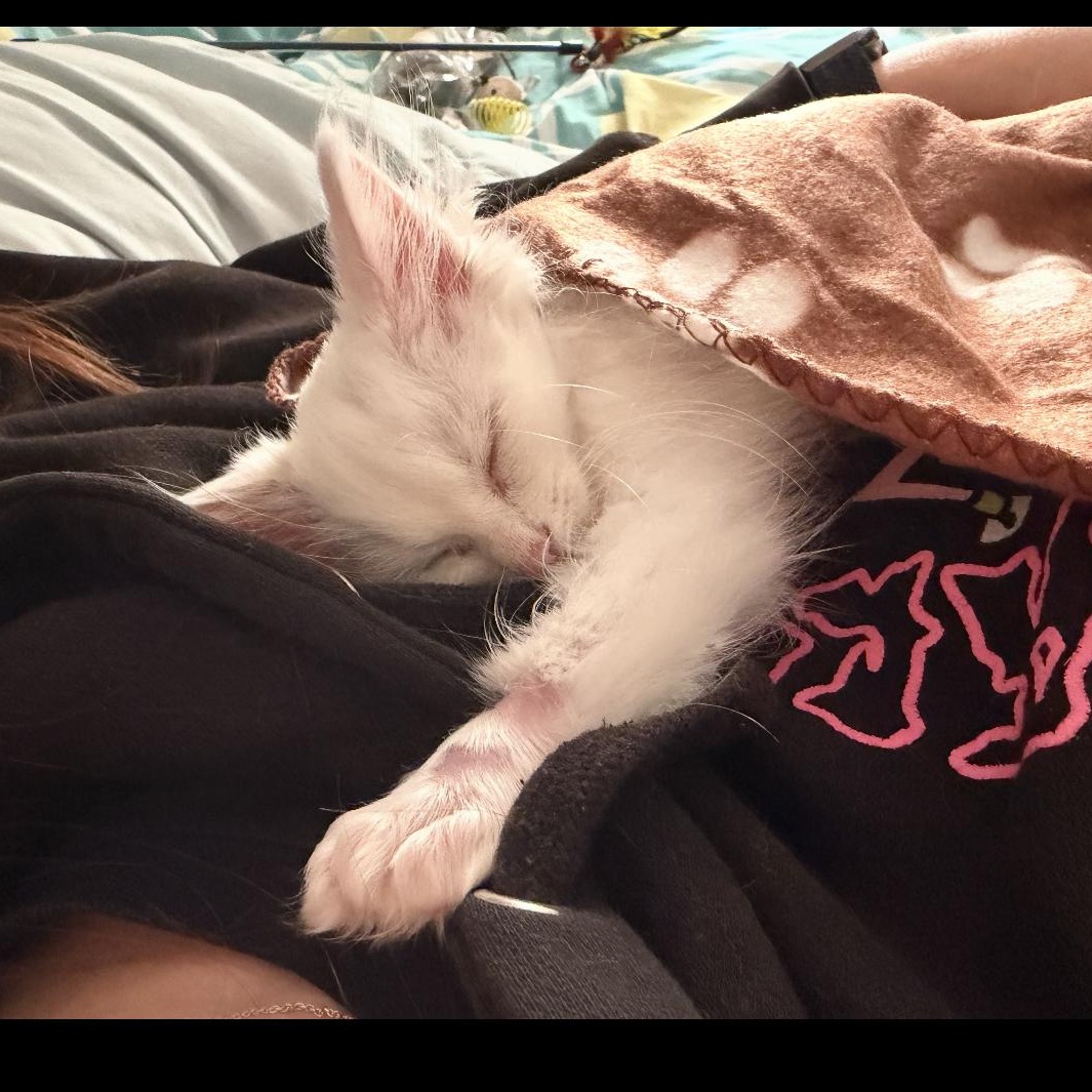 Dobby, adopted, Kitten Female Domestic Long Hair.
