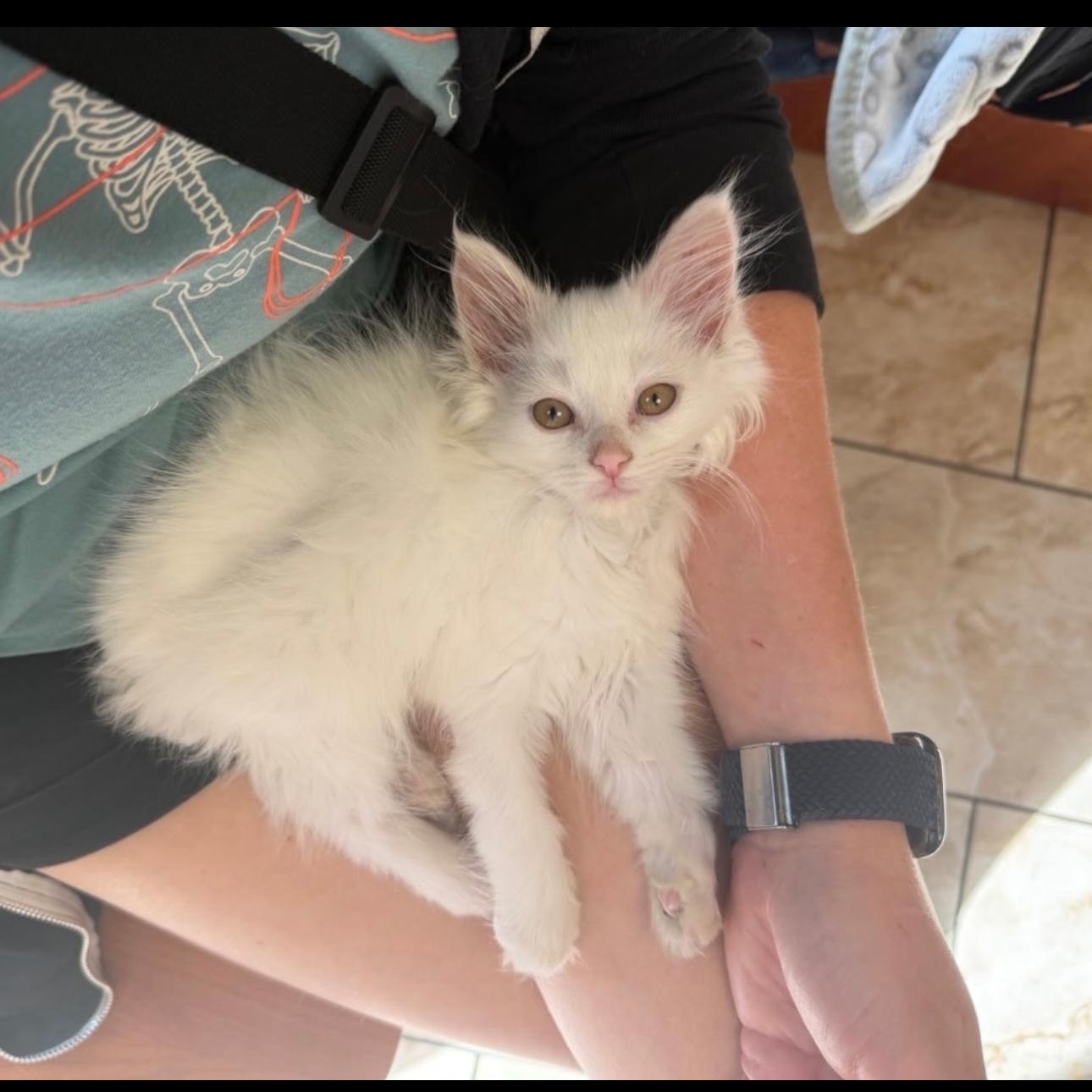 Enlarge Dobby, an adopted Domestic Long Hair in Rochester Hills, MI image 3/5